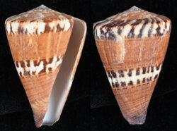 Rhizoconus capitaneus