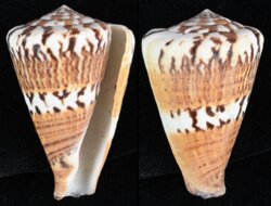 Rhizoconus capitaneus