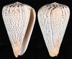 Dendroconus suratensis