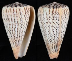 Dendroconus suratensis