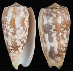 Pionoconus striatus striatus