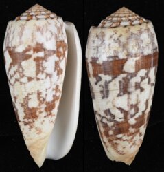 Pionoconus striatus striatus