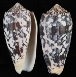 Pionoconus striatus striatus