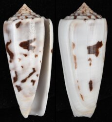 Pionoconus gubernator