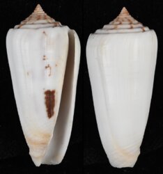 Pionoconus gubernator