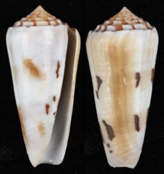 Pionoconus gubernator