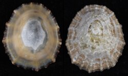 Patella vulgata secernenda