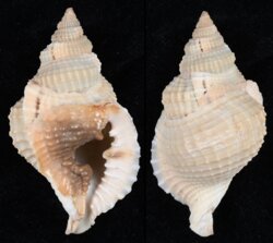 Distorsio reticulata