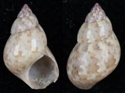 Phasianella aethiopica