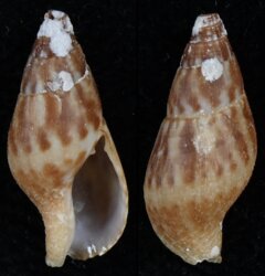 Pisania ignea