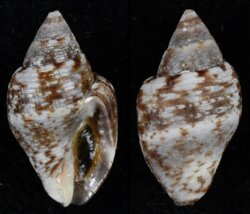 Pisania striata