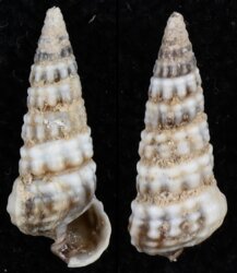 Pirenella conica