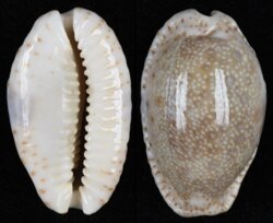 Naria erosa chlorizans