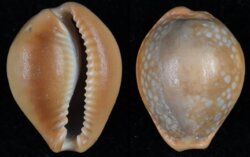 Naria citrina dauphinensis