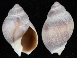 Buccinanops globulosum