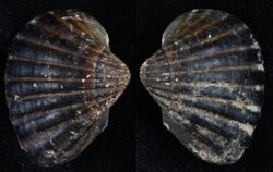 Senilia senilis