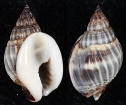 Nassarius pullus