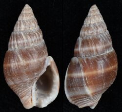 Nassarius olivaceus