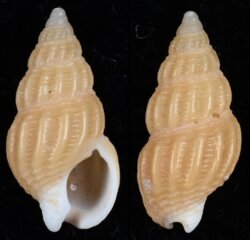 Nassarius kochianus