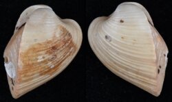 Meiocardia samarangiae