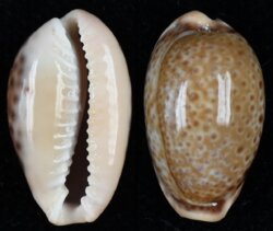 Naria spurca verdensium