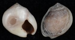 Nassarius kraussianus