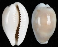 Palmadusta clandestina clandestina