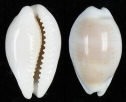 Palmadusta clandestina clandestina