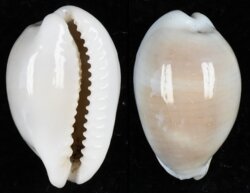 Palmadusta clandestina clandestina