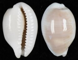 Palmadusta clandestina clandestina