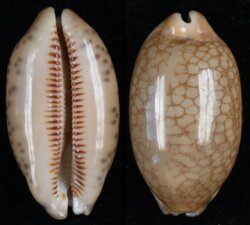 Mauritia scurra scurra