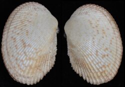 Papyridea soleniformis