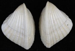 Lunulicardium hemicardium