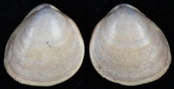 Laevicardium substriatum