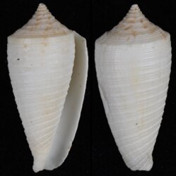 Phasmoconus lovellreevei