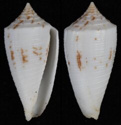 Phasmoconus lovellreevei