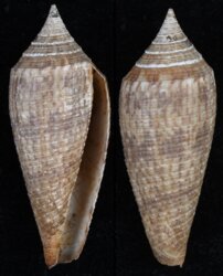 Phasmoconus australis