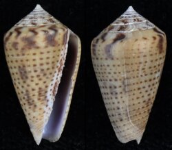 Ximeniconus perplexus