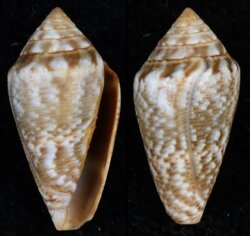 Lautoconus ventricosus