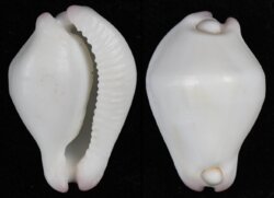 Calpurnus verrucosus