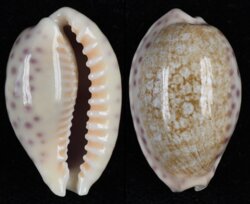 Ovatipsa chinensis variolaria fma violacea