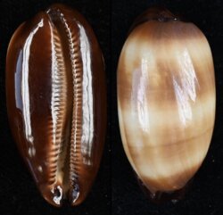 Talparia talpa talpa