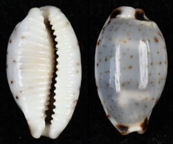 Bistolida hirundo neglecta