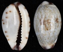 Purpuradusta gracilis gracilis