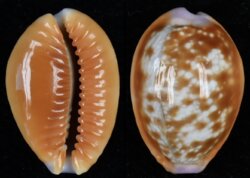 Naria helvola helvola