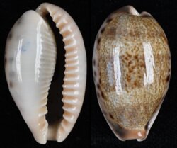 Erronea caurica caurica