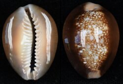 Monetaria caputserpentis