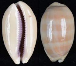 Lyncina carneola fma crassa