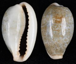 Erronea errones errones