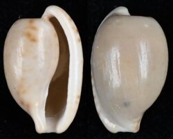 Cypraeovula edentula edentula